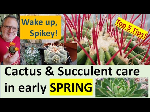 , title : 'EARLY SPRING Cactus & Succulent Care: Top 5 Tips #cactuscare #cactus #succulentcare #succulents'
