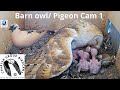 LIVE Barn Owl/ Pigeon Israel 4K Cam 1|תנשמת |WBAIS GAIA |The Charter Group of Wildlife Ecology