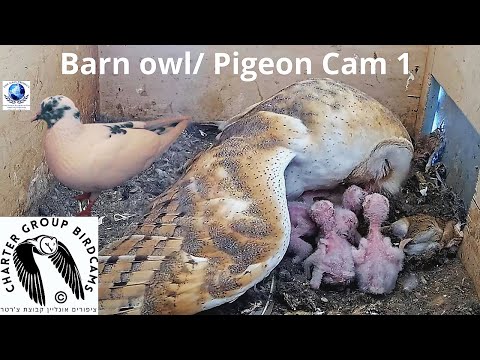 Israel barn owl nest box live cam