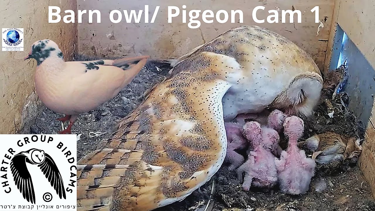 Live webcam view of Cam 1 de Nido de Lechuza Común