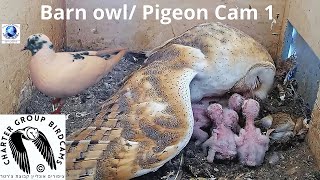 LIVE Barn Owl/ Pigeon Israel 4K Cam 1| WBAIS GAIA |The Charter Group of Wildlife Ecology