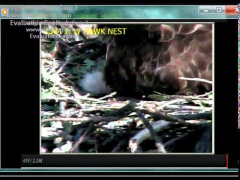 First Hatch of Red Tail Hawk at EC.... 20 months in the Making