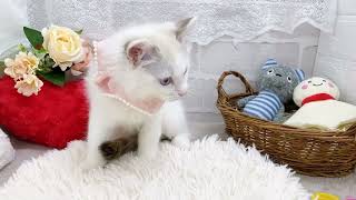 ラグドールの動画01