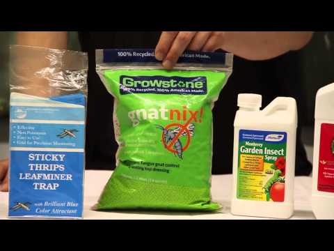 How to Kill Thrips in the Garden