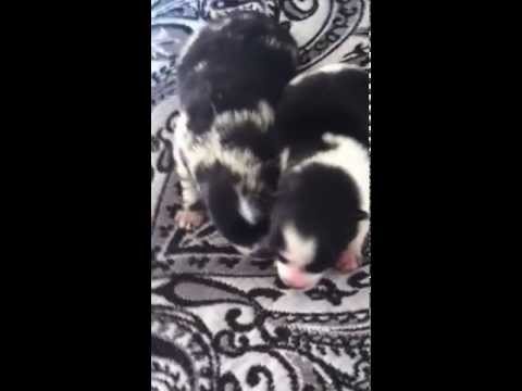 Razah and Pookies puppies. A week old.