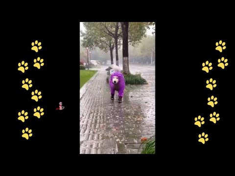 funny 🐶 dogs reactions part 47 No Languages only funny voices |Sabeera smc funny videos 2023