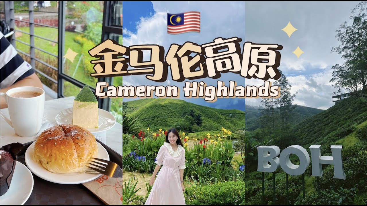 【金马仑半日游】🇲🇾居然还有这么美的地方!全马最大高原度假胜地 | 一定要去这个绝美茶园!!! | BOH Tea Gardens in Cameron Highlands【柠小萌Miranda】