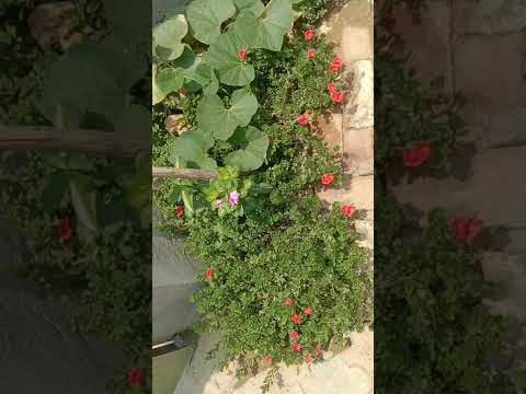 A lot of flowers in my garden #short #trending #like and subscribe my channel