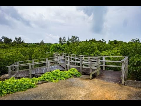 宮古島島尻 MIYAKOJIMA SHIMAJIRI MANGROVE FOREST