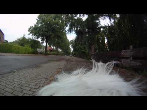 Pickles the dog GoPro 1