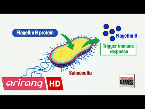Korean scientists modify food poisoning bacteria to fight cancer