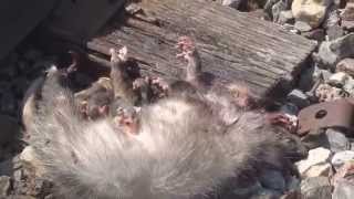 Saved 7 Possum Babies, from the Hawks.