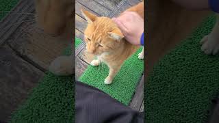 野良猫との戯れ87 #野良猫