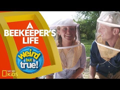 A Beekeeper's Life | Weirdest, Bestest, Truest
