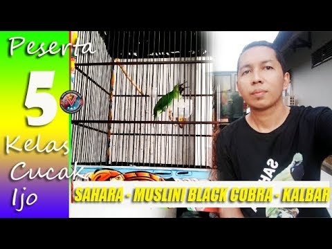 LOMBA CUCAK IJO ONLINE 5 : AKSI CUCAK IJO SAHARA  Milik Muslini Dari Sambas KalBar