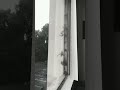 Hundreds of Bats Comin Out of the Window Frame | TikTok - @baebaespice