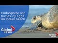 Hundreds of thousands of sea turtles lay eggs on beach in India