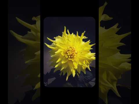 Flowers Collection #flowers #nature #photography #viralshorts #shorts