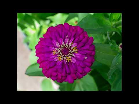 Brahma Kumaris, English Murli, 15/11/22