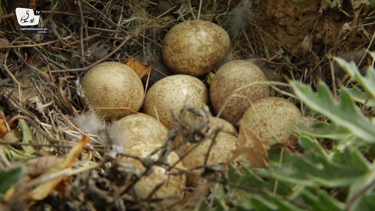 Coelhos, Lebres e Perdizes na época 2022/2023