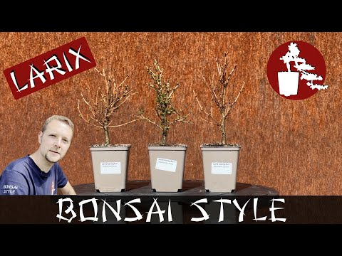 Entstehung einer Lärchen-Gruppe | Japanische Lärche (Larix kaempferi) | #063 Bonsai Style