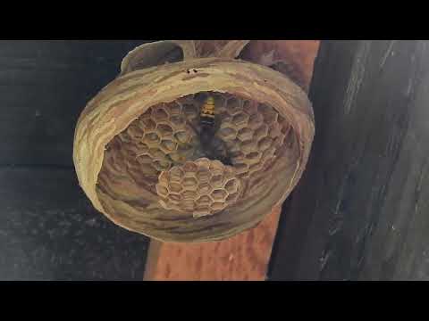 Gniazdo szerszeni w ambonie