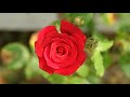 The Rose - Nana Mouskouri: with Lyrics(가사번역) || Denver Botanic Gardens on July 8, 2017