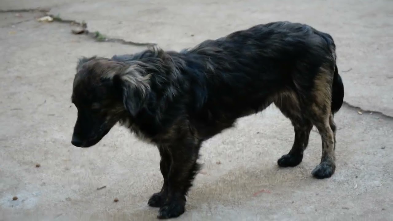 Enlarge Rosa, a Adoptable mixed breed in Boulder, CO video 6/6