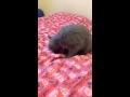 Кошка и мышка. 