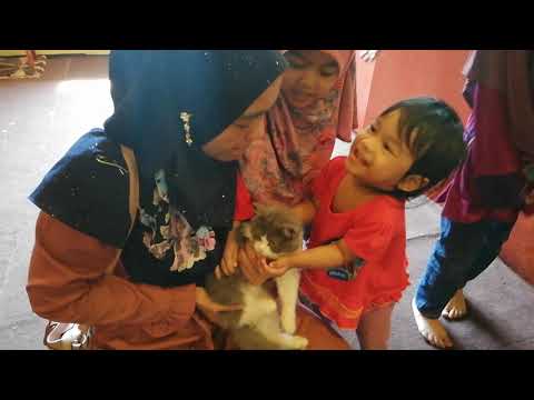 Cat Mania @ Ranau Sabah