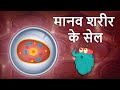 ह्यूमन सेल | मानव शरीर की कोशिका | Human Cell In Hindi |Dr.Binocs Show