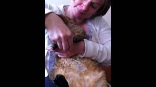 Gary the fat Devon Rex gets his claw`s clipped .