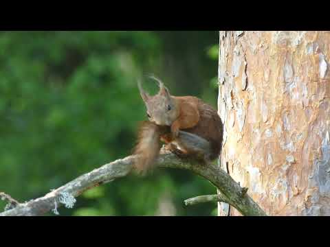 Episode 68 @TvNatureRelax