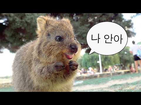 쿼카 : 나 안아 벌금 그거 내면 되잖아