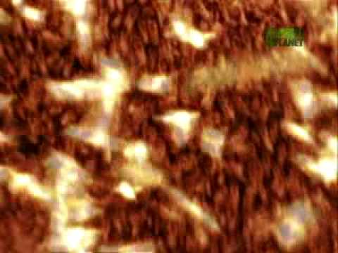 When Animals Strike - Killer Bees Swarm