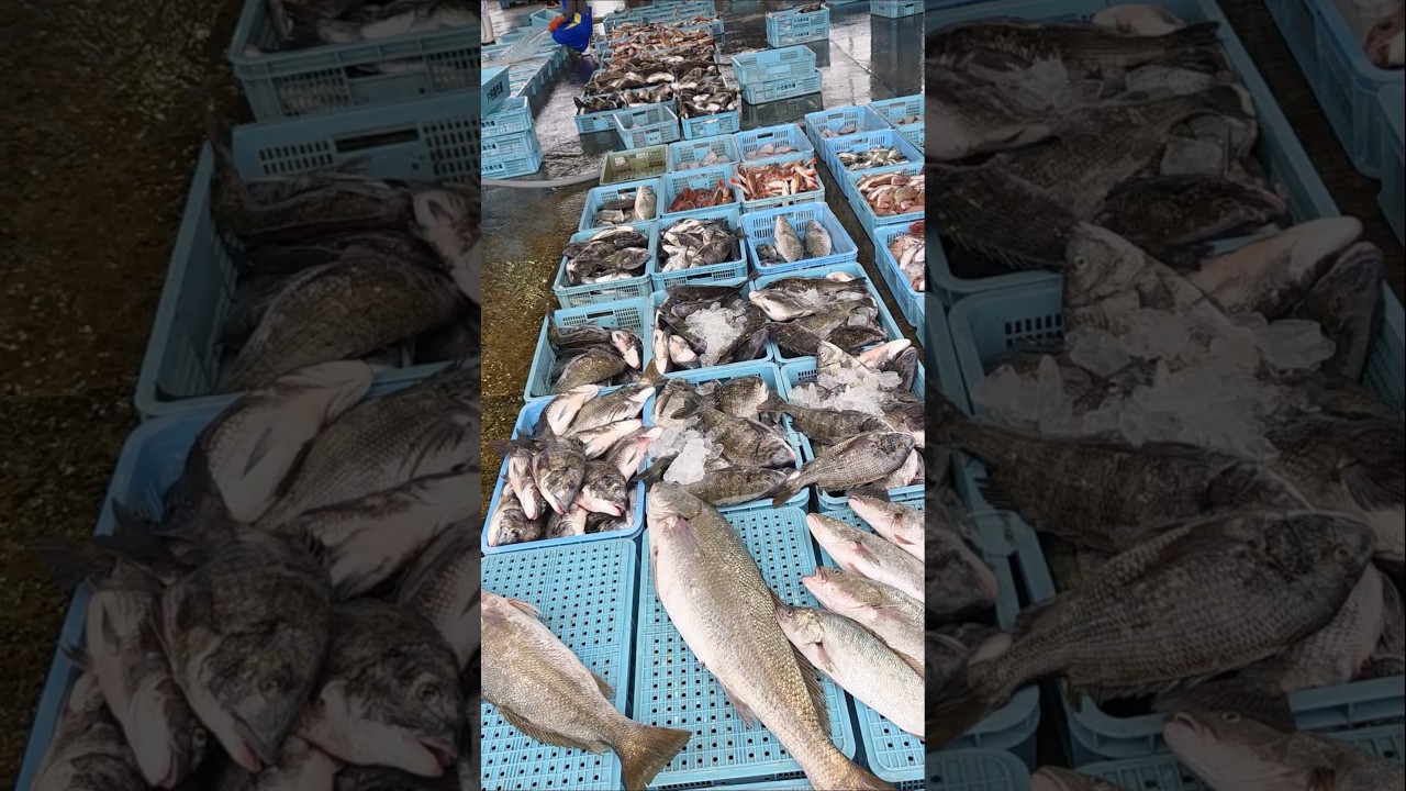 今日は外湾が大漁です！2026年4月5日の片名市場の様子 #へんな魚おじさん #片名市場