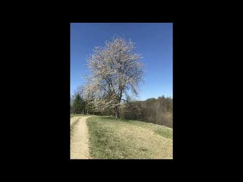 Salistea de Sus (Vedere din Vf Maguritei 1023 m si Vf Cetatelul 784 m)