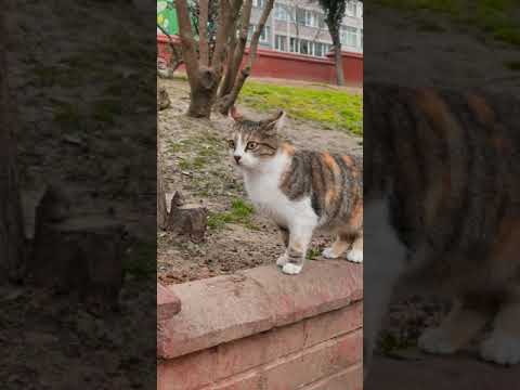 Vídeo: Pesquisar gato: perguntas e respostas