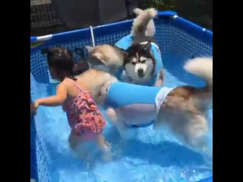 || Funny Video ||  Sweet Girl Playing in water tub with dogs
