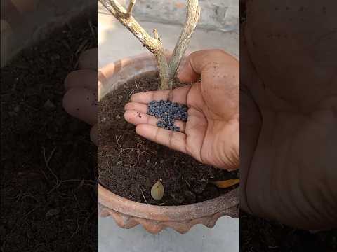 How To Apply Fertilizer to Your Plants in Pot.#shorts