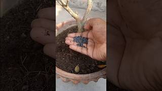 Download lagu How To Apply Fertilizer to Your Plants in Pot.#shorts mp3
