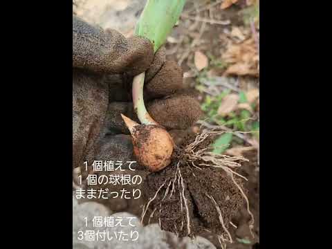 野生のチューリップ 植物
