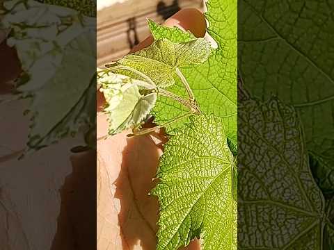 , title : 'Quando Pulverizar a Videira #cultivandovariedades #uva #grape'