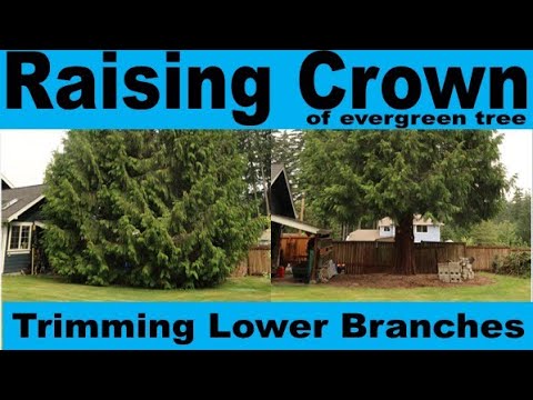 Raising the Skirt of a Tree - Trimming lower branches to expose trunk of evergreen cedar
