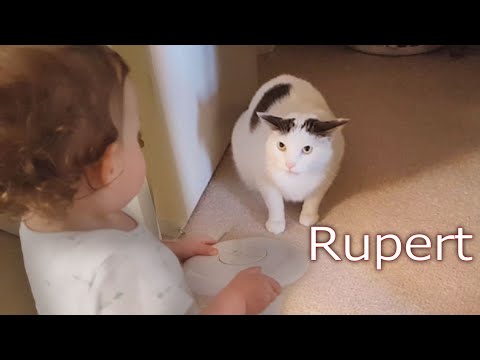 My cat hates children