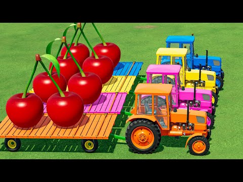 TRANSPORT & LOAD BIG CHERRY WITH COLORED URSUS TRACTORS! Farming Simulator 22