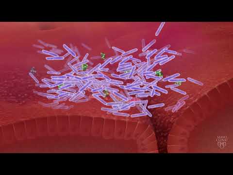 The Gut Microbiome and C. difficile