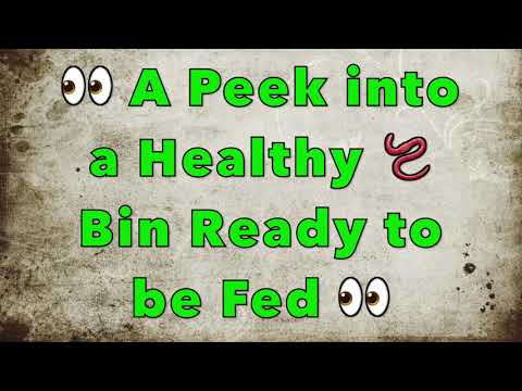 Inside A Healthy Worm Bin at MID-Stage 👀 All Life Stages 💚 Moisture Management Farming Working Worms