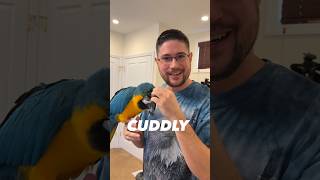 Helping Parrot Become More Cuddly with Family and Accept Head Scratches from Other People