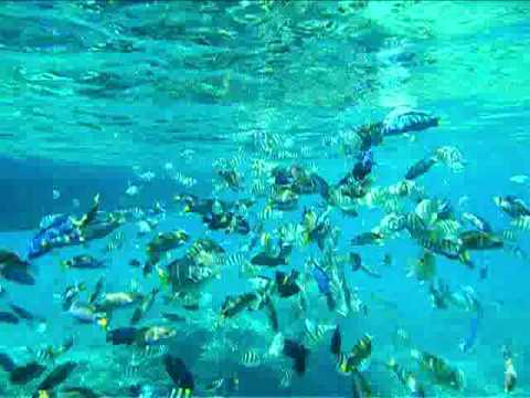 Wonders of Pulau Redang (2010)